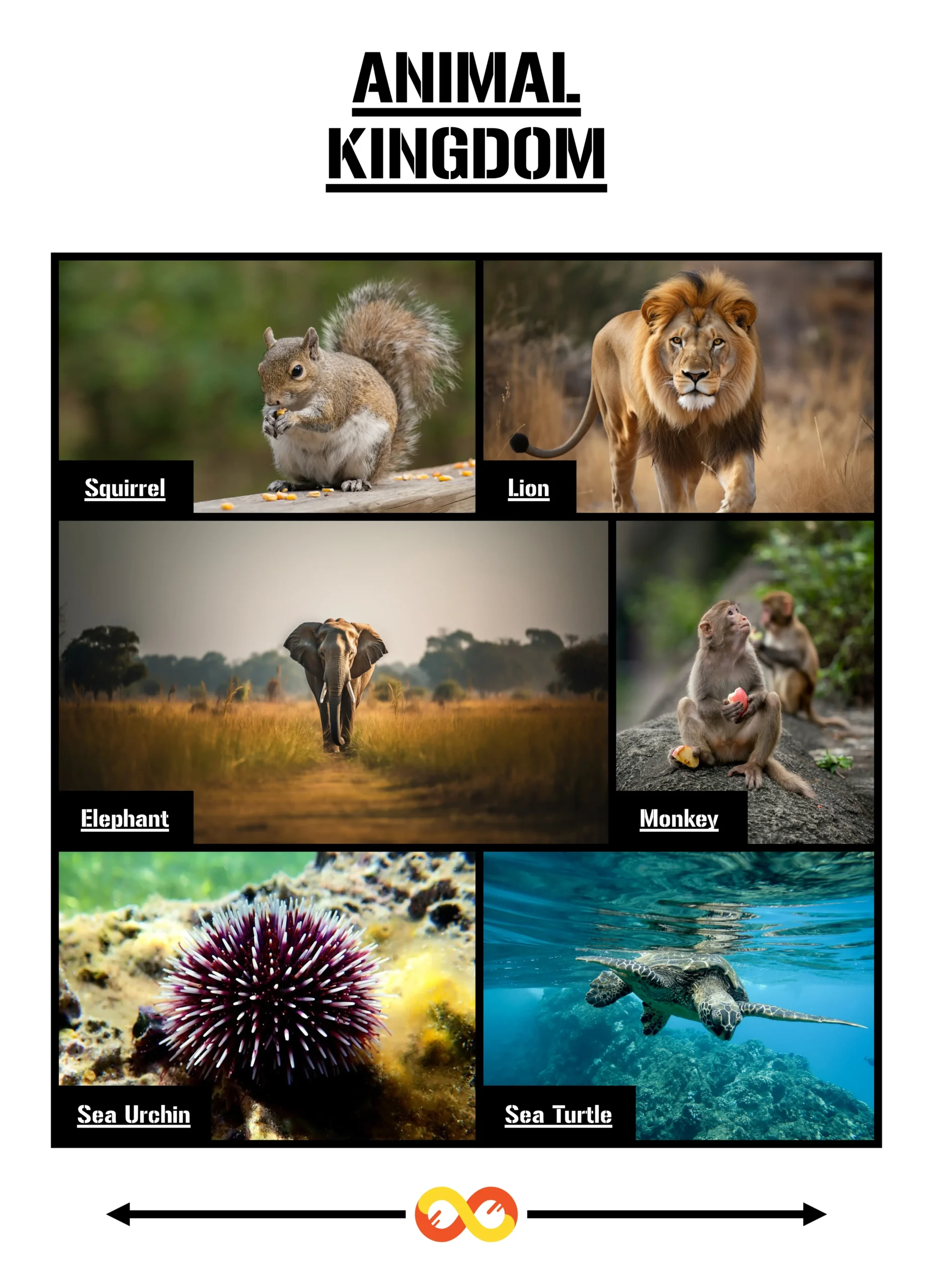 Animal Kingdom: A Comprehensive Exploration 1 Animal Kingdom