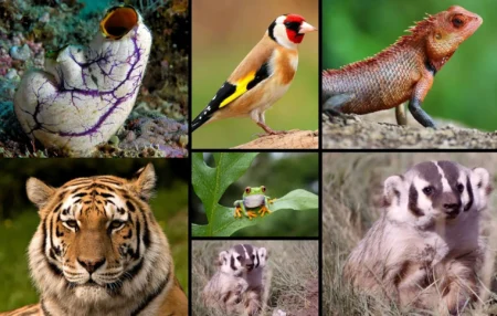 Chordates: The Marvels of Biological Diversity Featured Image