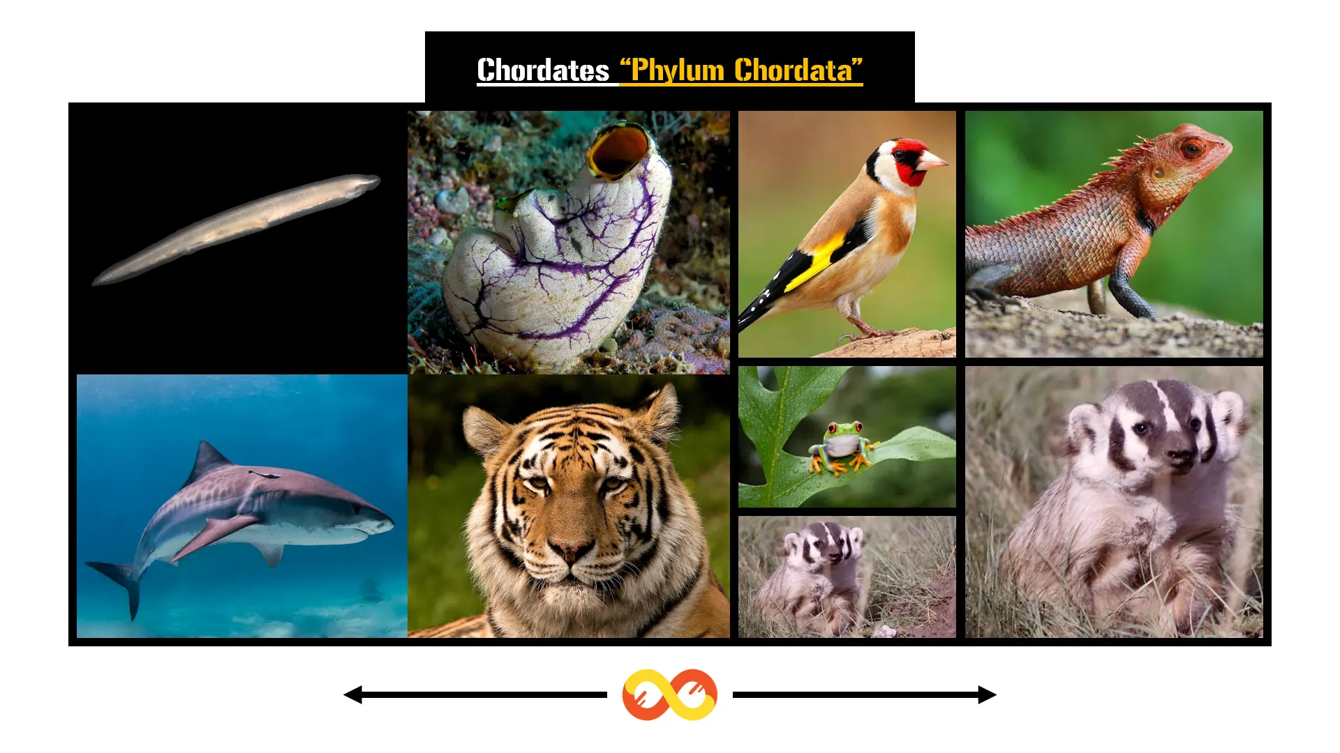 Chordates: The Marvels of Biological Diversity, and its Detailed Exploration 1 Chordates