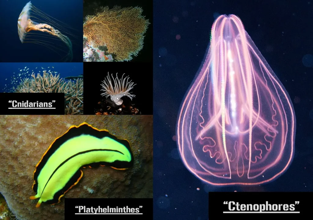 Classification of the Animal Kingdom: A Comprehensive Exploration 3 Diploblastic and Triploblastic Organism Examples