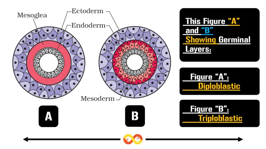 Diploblastic and Triploblastic Animals Organization - Classification of Animal Kingdom Diploblastic and Triploblastic Animals Organization - Classification of Animal Kingdom