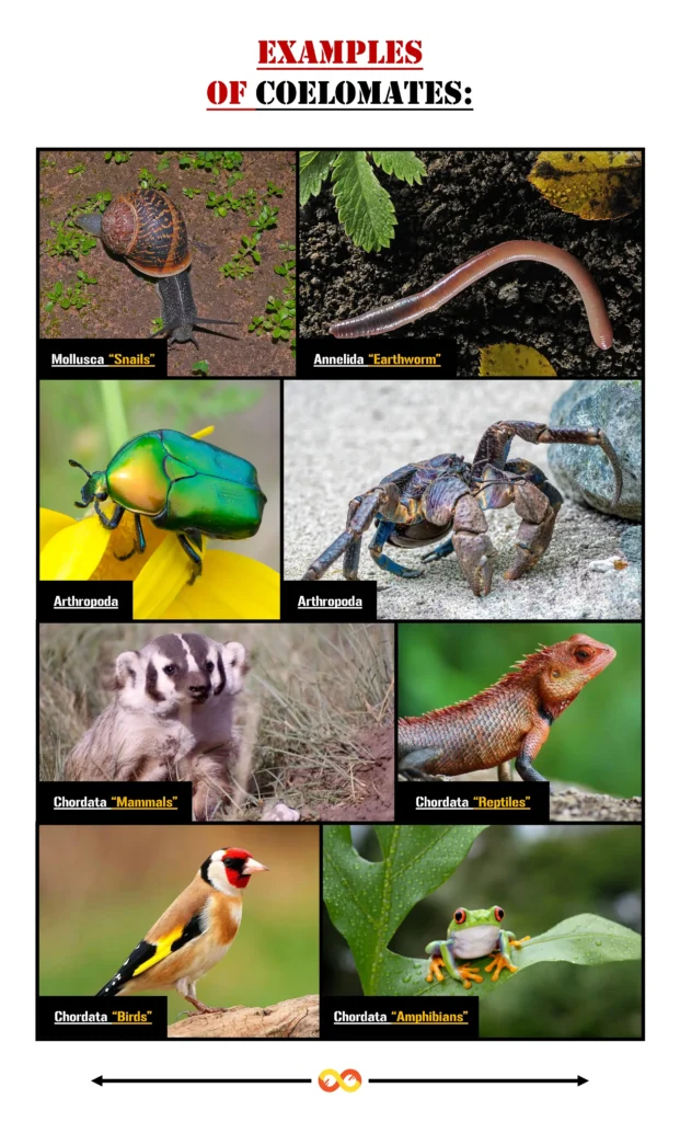 Understanding Coelom Development: A Comprehensive Exploration 3 Examples of Coelomates (The Presence of a True Coelom)