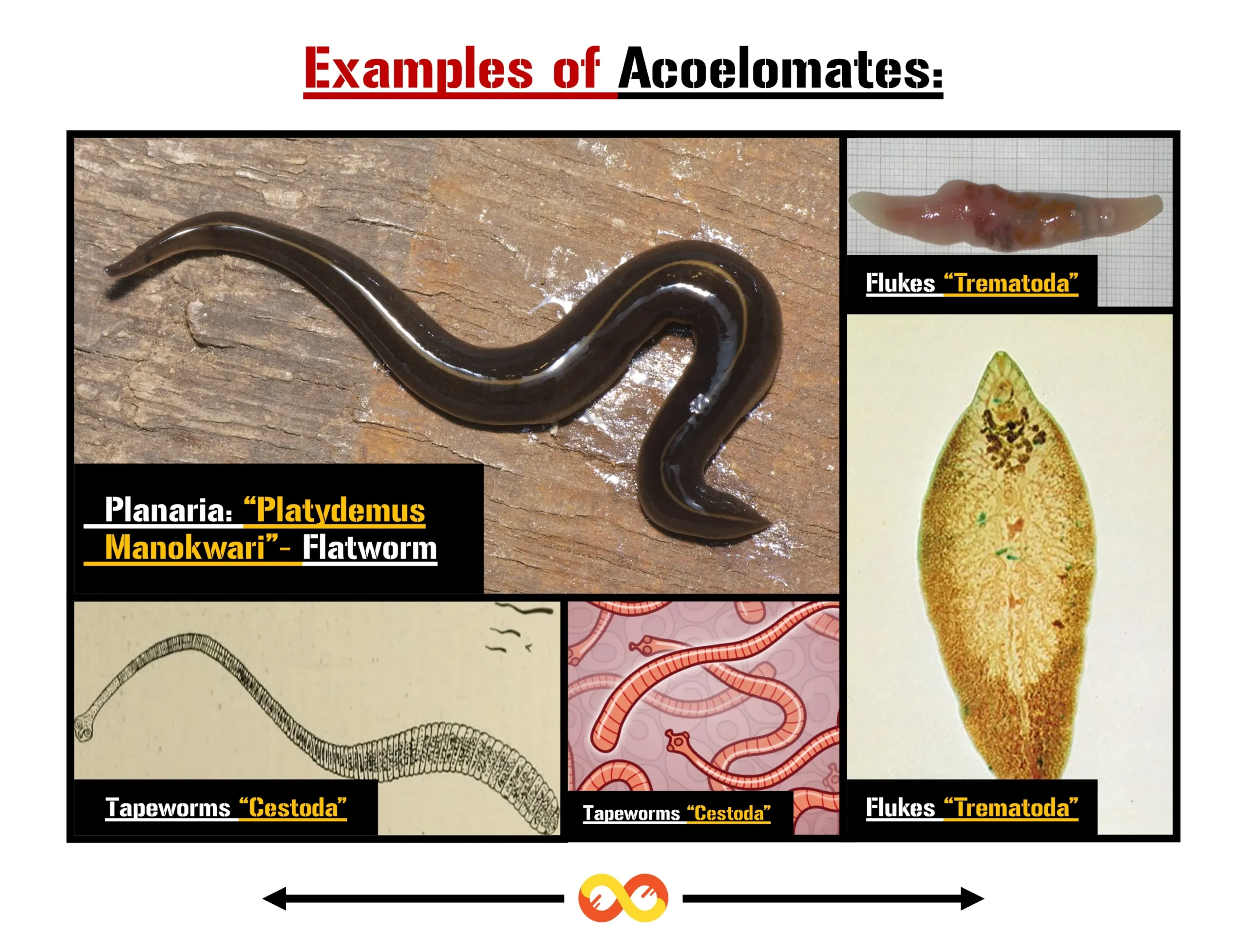 Understanding Coelom Development: A Comprehensive Exploration 2 Examples of Acoelomates