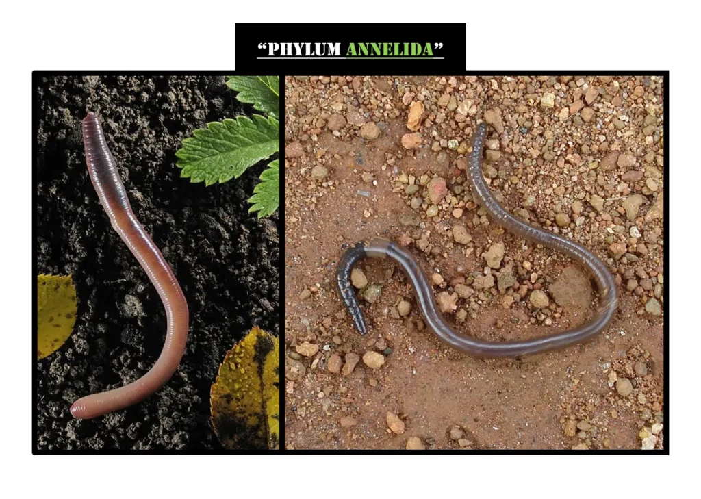 Examples of Phylum Annelida Examples of Phylum Annelida
