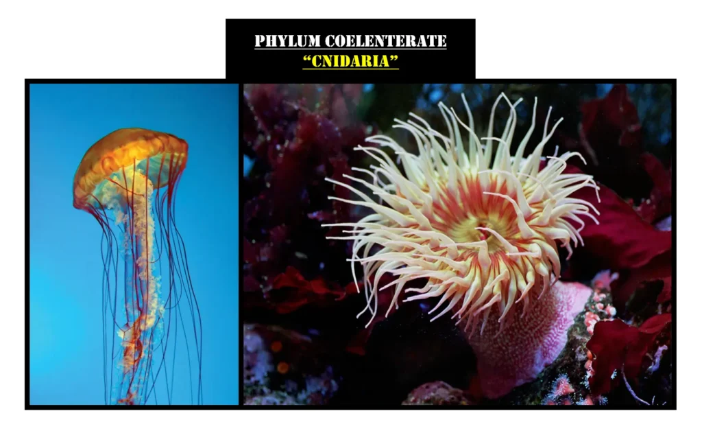 Diploblastic Animals: A Fascinating Insight into Primitive Multicellular Life 3 Examples of Phylum Coelenterata