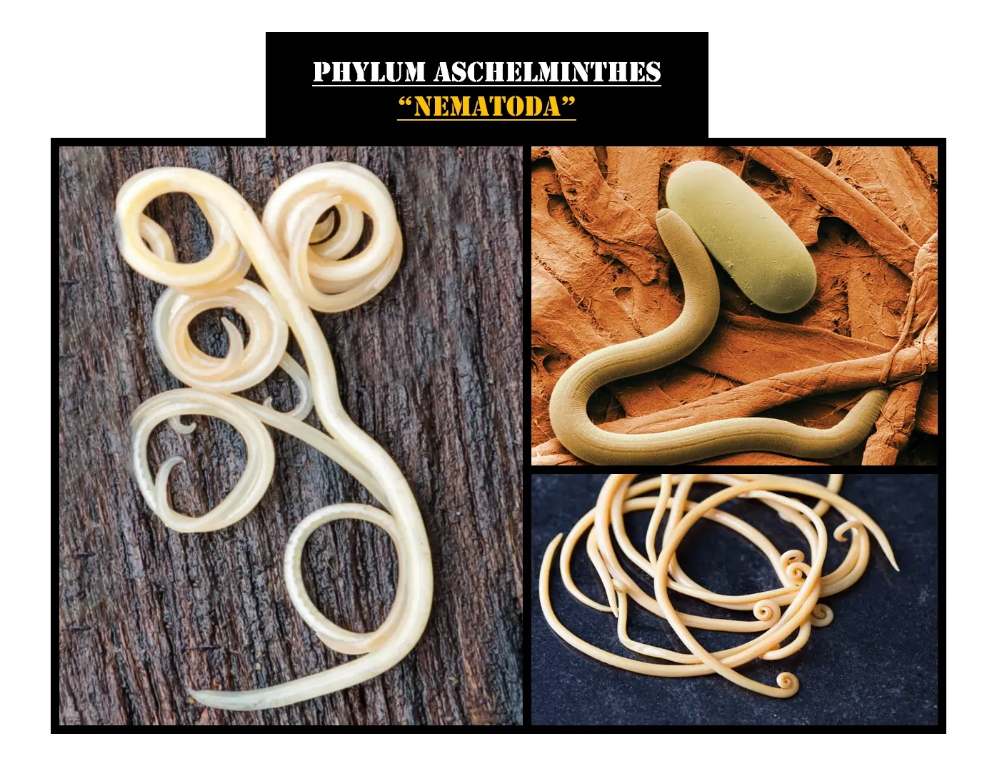 Phylum Aschelminthes: The World of Pseudocoelomates 1 Examples of Phylum Nematoda (Aschelminthes)