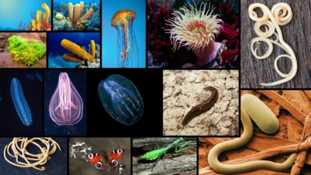 Non-Chordates: An In-Depth Comprehensive Exploration