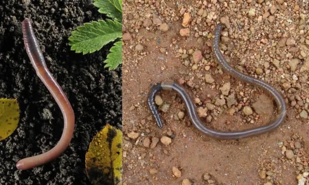 Phylum Annelida (Featured Image)