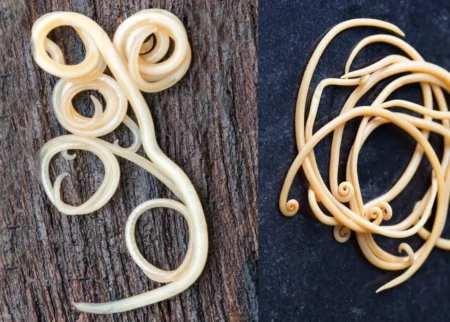 Phylum Aschelminthes Featured Image