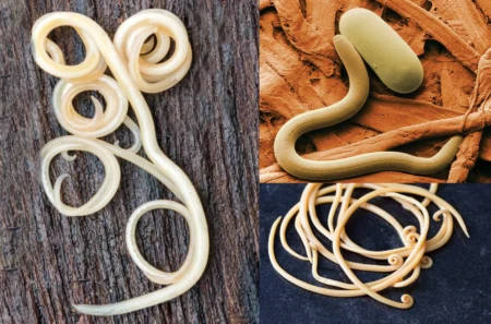 Phylum Nematoda Featured Image