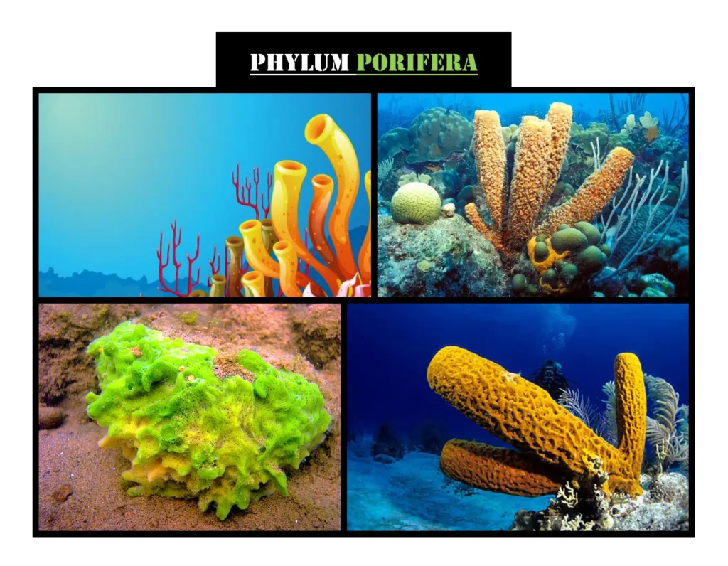 Diploblastic Animals: A Fascinating Insight into Primitive Multicellular Life 2 Phylum Porifera: Example of Diploblastic Animals