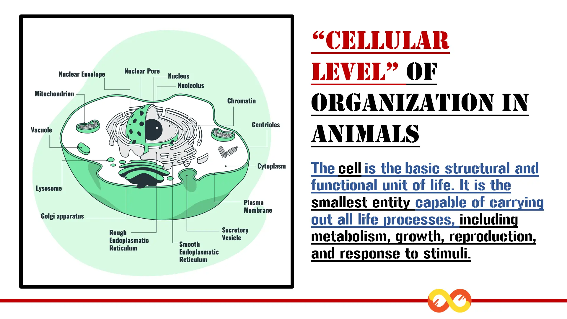Levels of Organization in Animals: A Comprehensive Exploration 1 Cellular Level of Organization in Animals