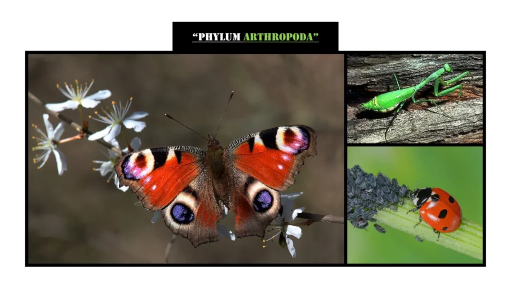 Examples of Phylum Arthropoda: The Most Diverse Kingdom of Life Examples of Phylum Arthropoda: The Most Diverse Kingdom of Life