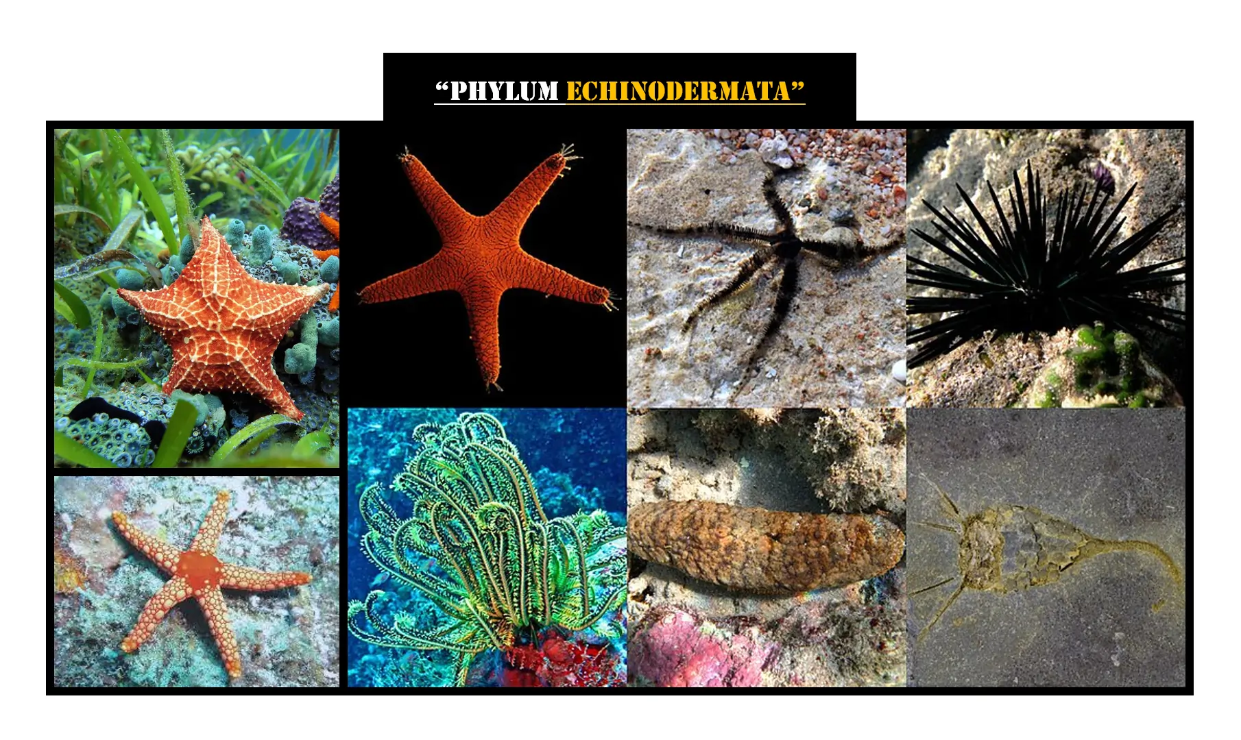 Phylum Echinodermata: The Marvels of the Marine World 1 Examples of Phylum Echinodermata