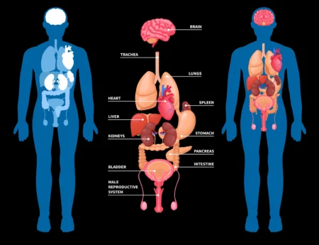 Levels of Organization in Animals (Animal Kingdom)