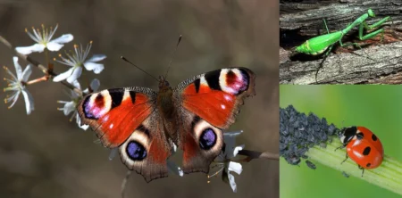 Phylum Arthropoda (Featured Image) The Most Diverse Kingdom of Life