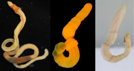 Phylum Hemichordata (Featured Image): A Comprehensive Exploration of Marine Half-Chordates