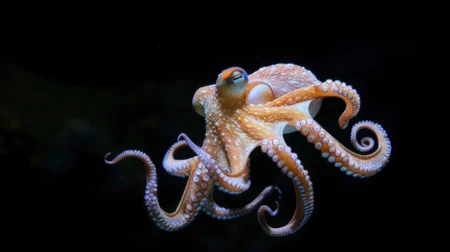 Phylum Mollusca Featured Image