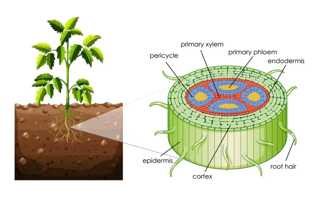 Dicot Root Cross Section Diagram Dicot Root Cross Section Diagram