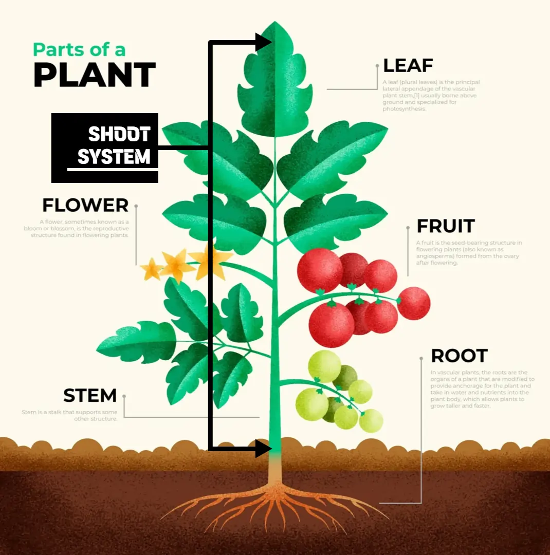 Representation of (1) Shoot System and (2) Root System Representation of (1) Shoot System and (2) Root System