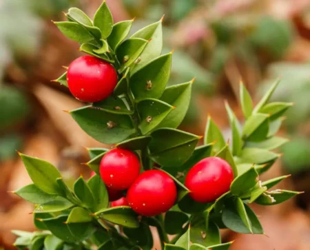 Ruscus Plant: An example of Cladophylls