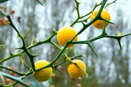 Hardy oranges growing on a tree