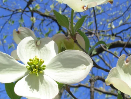 Bracts, Morphology of Flower Featured Image