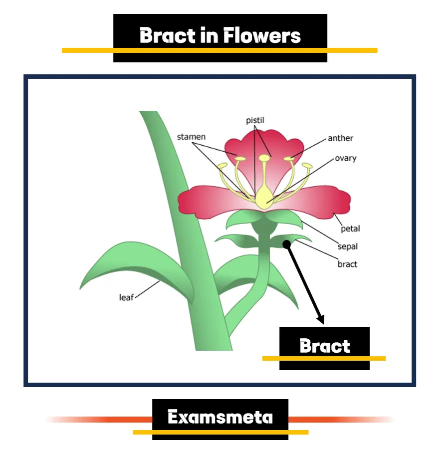 Bracts are specialized, leaf-like structures found at the base of a flower’s pedicle Bracts are specialized, leaf-like structures found at the base of a flower’s pedicle