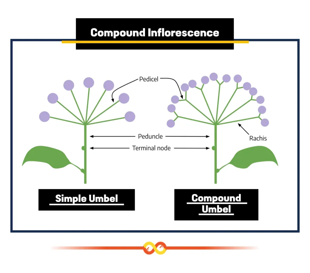 Compound Inflorescence