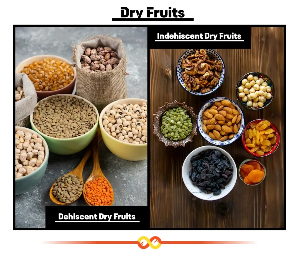 Dehiscent Dry Fruits and Indehiscent Dry Fruits Dehiscent Dry Fruits and Indehiscent Dry Fruits