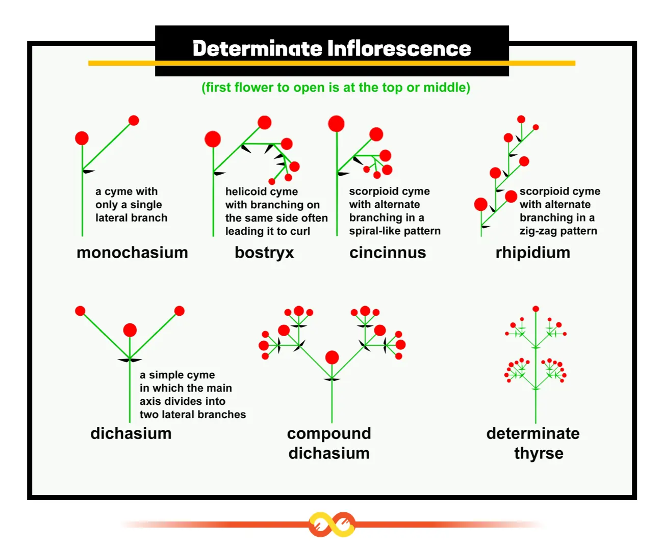 Determinate Inflorescence Determinate Inflorescence