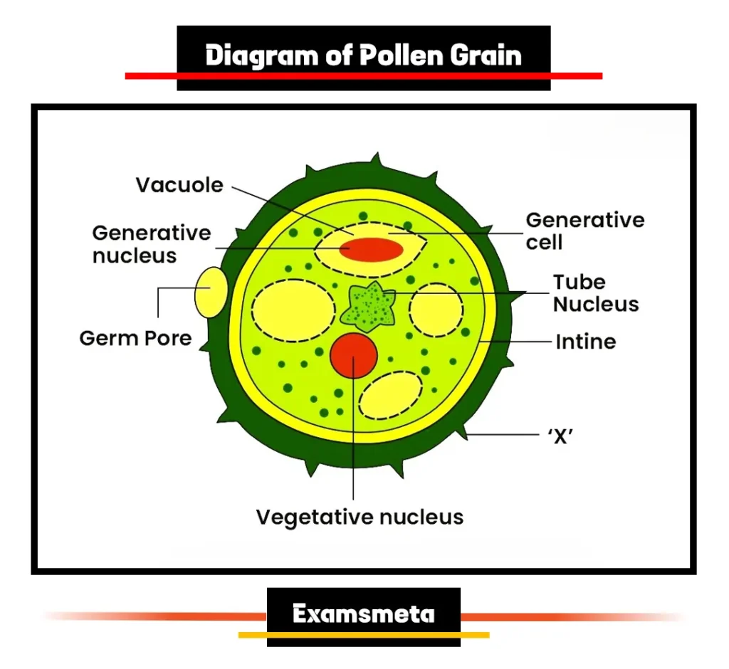 Diagram of Pollen Grain Diagram of Pollen Grains