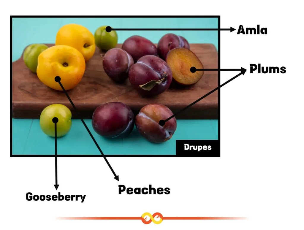 Drupes Drupes