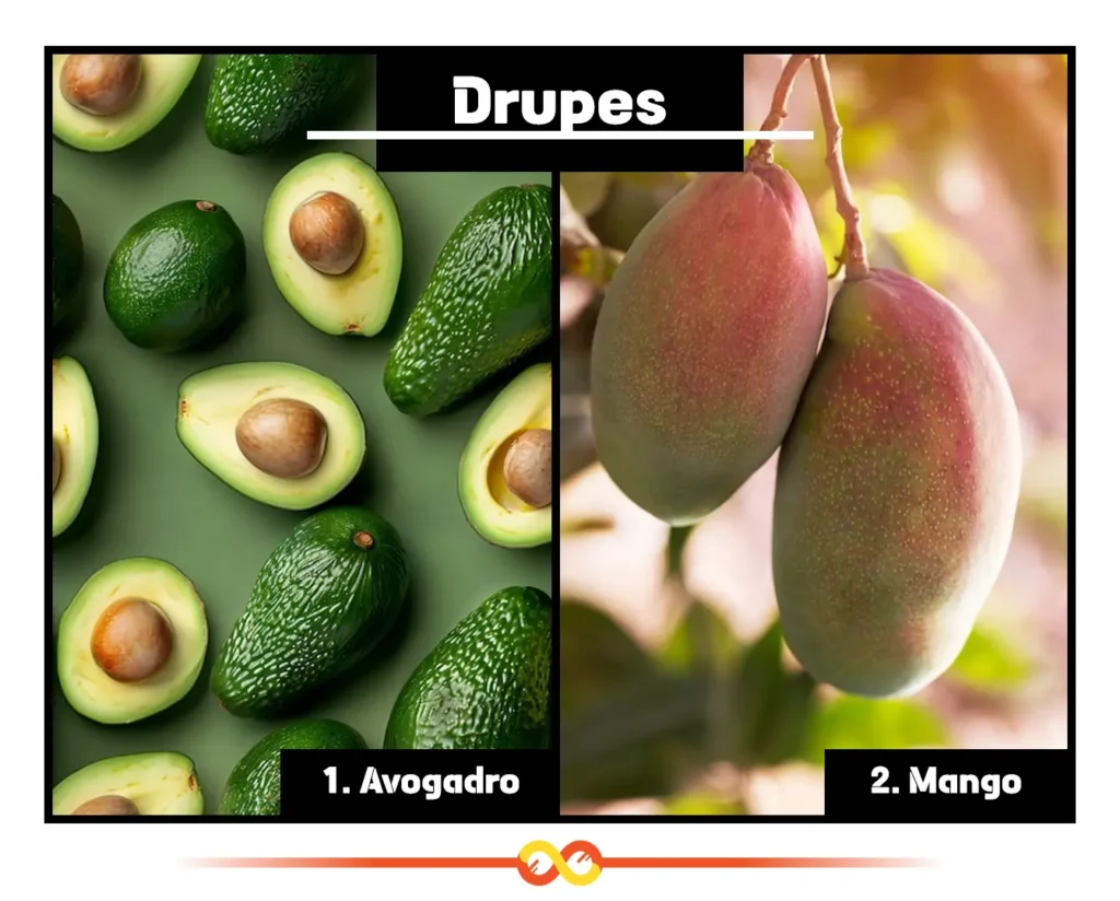 Drupes (The Stone Fruits with a Protective Pit), Mangoes and Avocados Drupes (The Stone Fruits with a Protective Pit), Mangoes and Avocados