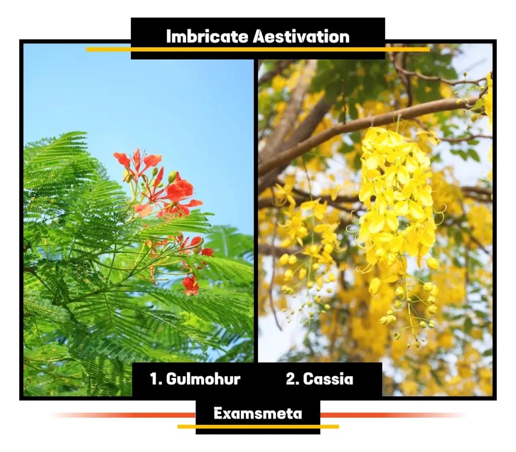 Example of Imbricate Aestivation Example of Imbricate Aestivation
