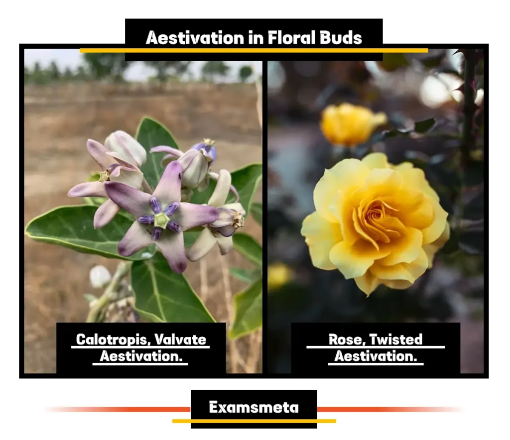 Example of Valvate Aestivation and Twisted Aestivation Example of Valvate Aestivation and Twisted Aestivation
