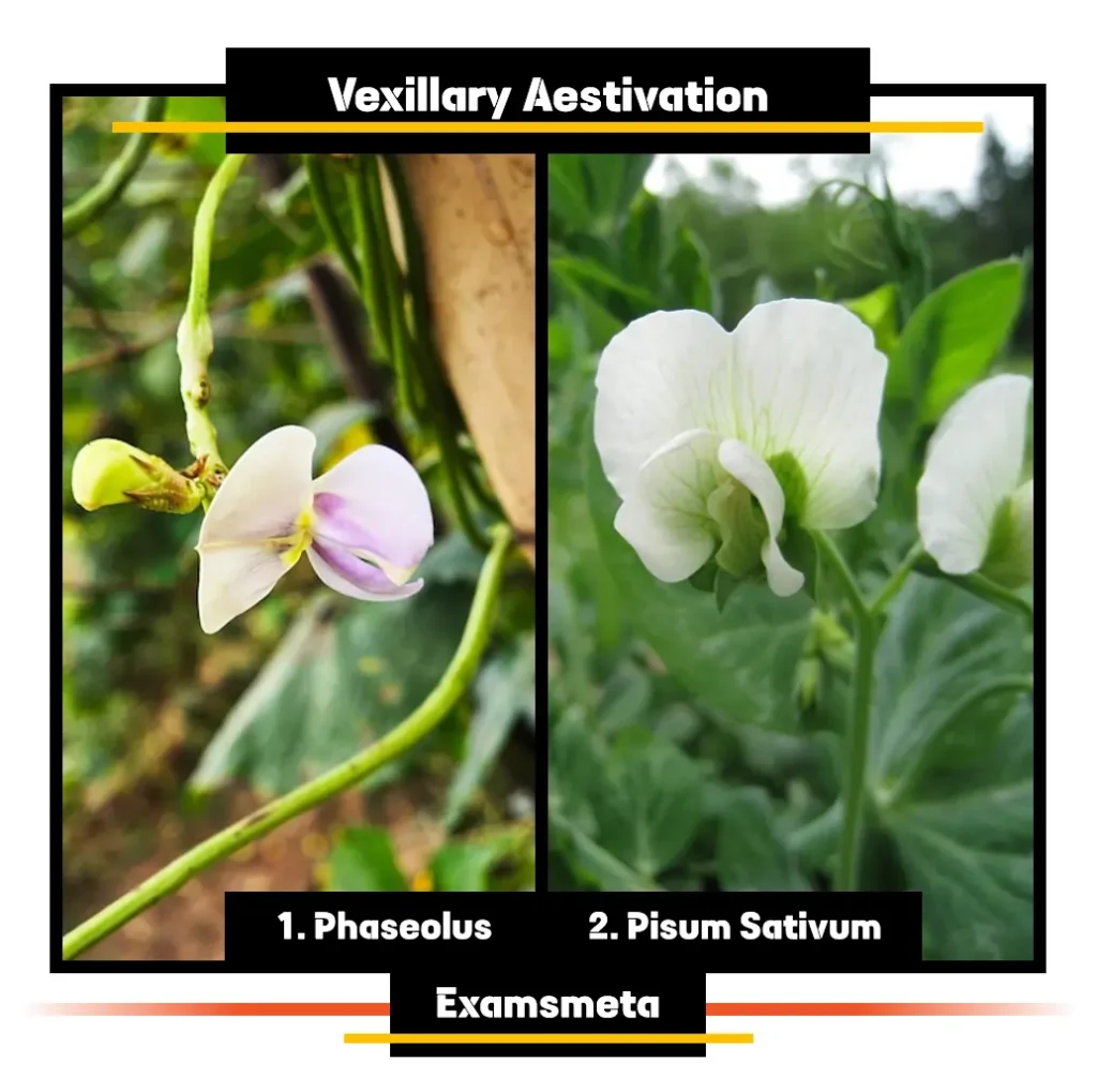 Example of Vexillary Aestivation Example of Vexillary Aestivation