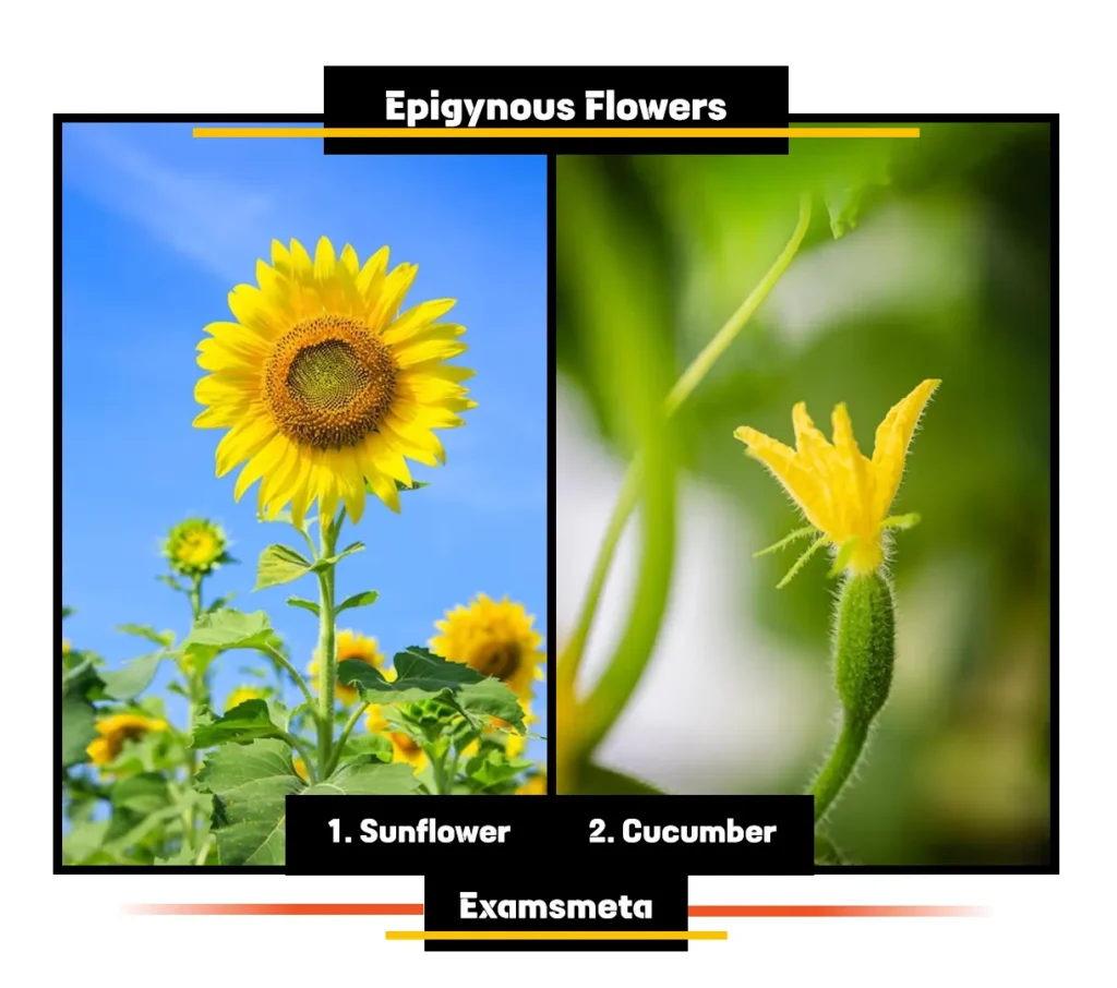 Examples of Epigynous Flowers