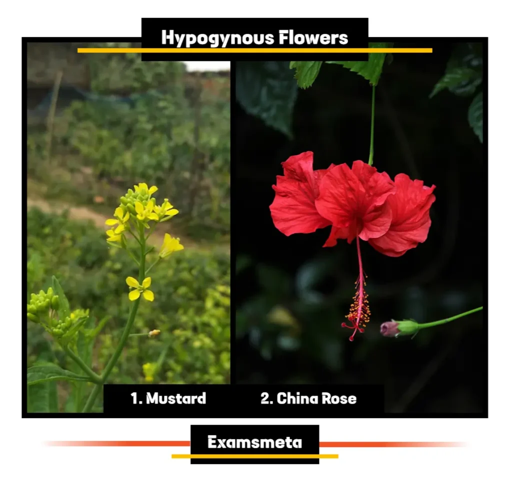Examples of Hypogynous Flowers
