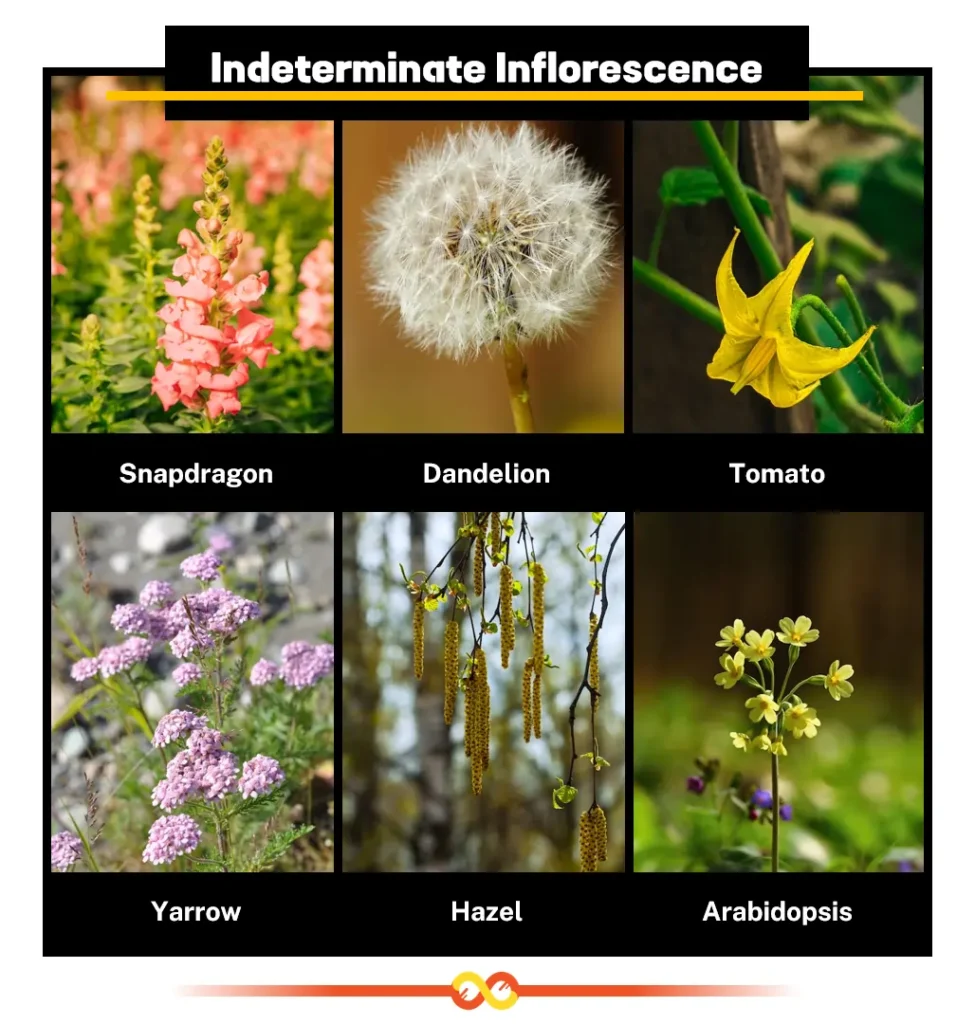 Examples of Indeterminate Inflorescence Examples of Indeterminate Inflorescence