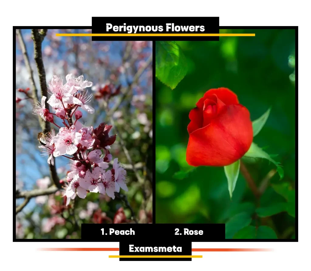 Examples of Perigynous Flowers