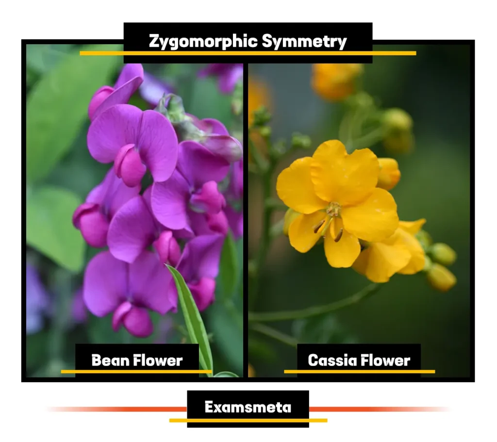 Symmetry in Flowers: Evolutionary Beauty and Ecological Significance 2 Examples of Zygomorphic Symmetry