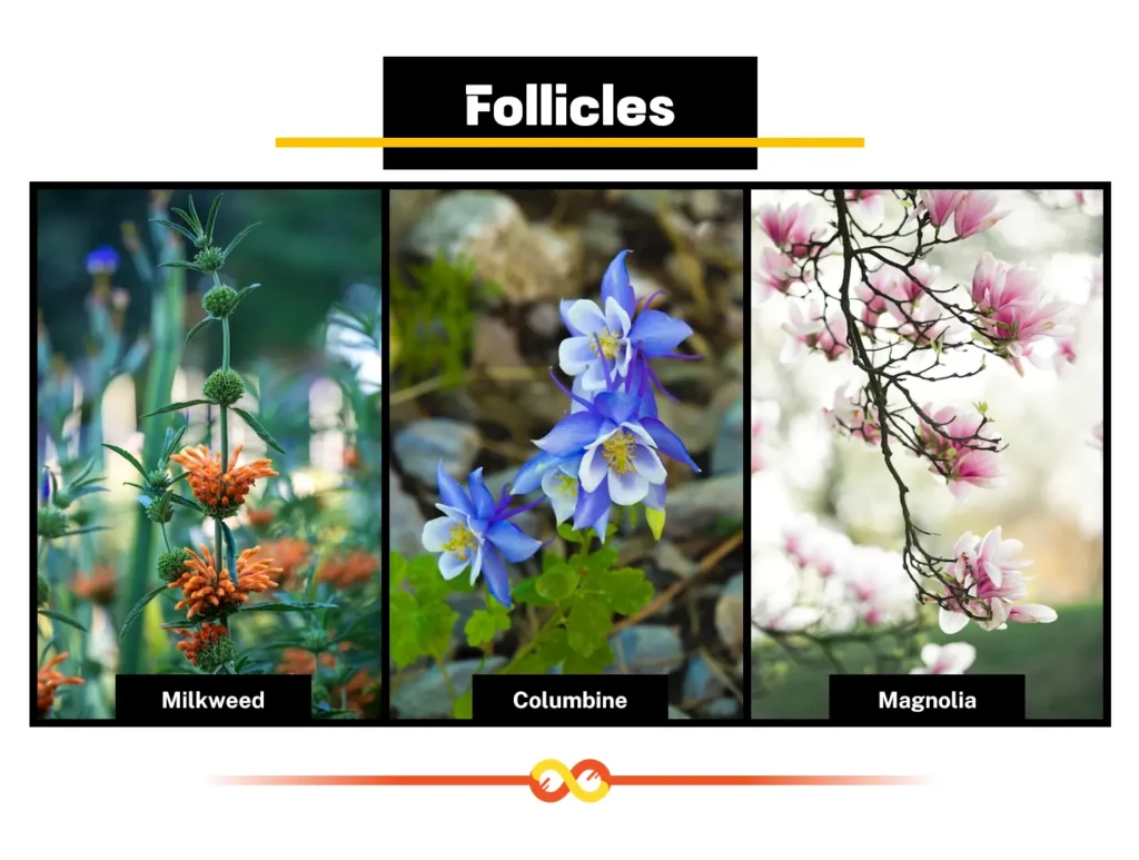 Follicles (Precision in Single-Sided Splitting): Milkweed, Columbine, and Magnolia. Follicles (Precision in Single-Sided Splitting): Milkweed, Columbine, and Magnolia.