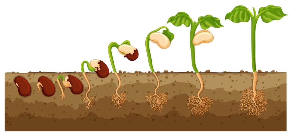 Germination of bean seed in soil Germination of bean seed in soil