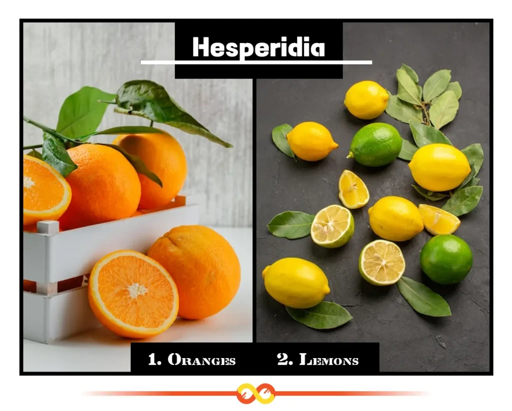Hesperidia (Citrus Fruits with a Protective Rind), Oranges and Lemons Hesperidia (Citrus Fruits with a Protective Rind), Oranges and Lemons