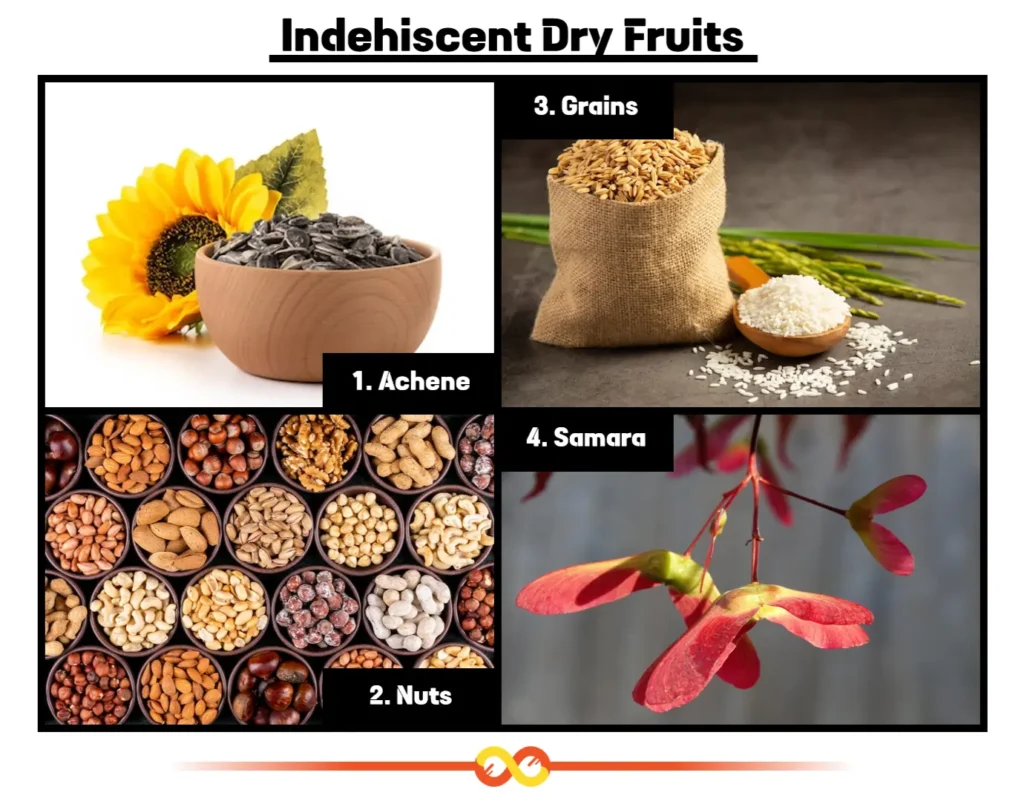 Indehiscent Dry Fruits Indehiscent Dry Fruits