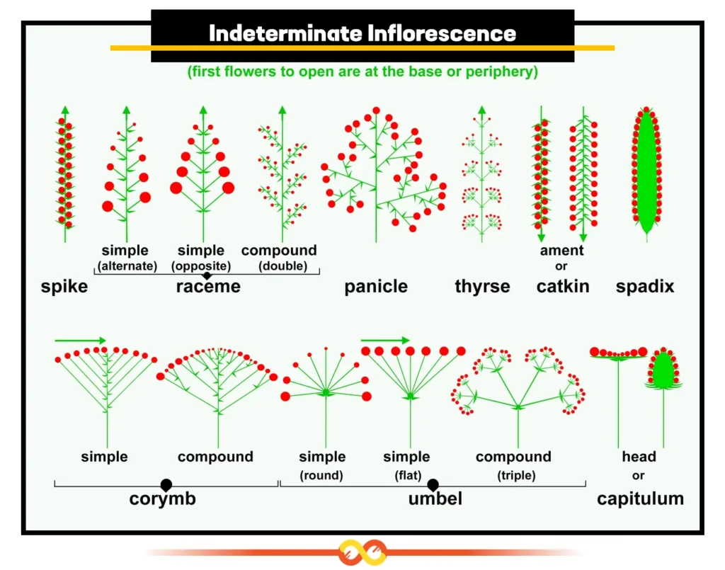 Indeterminate Inflorescence Indeterminate Inflorescence