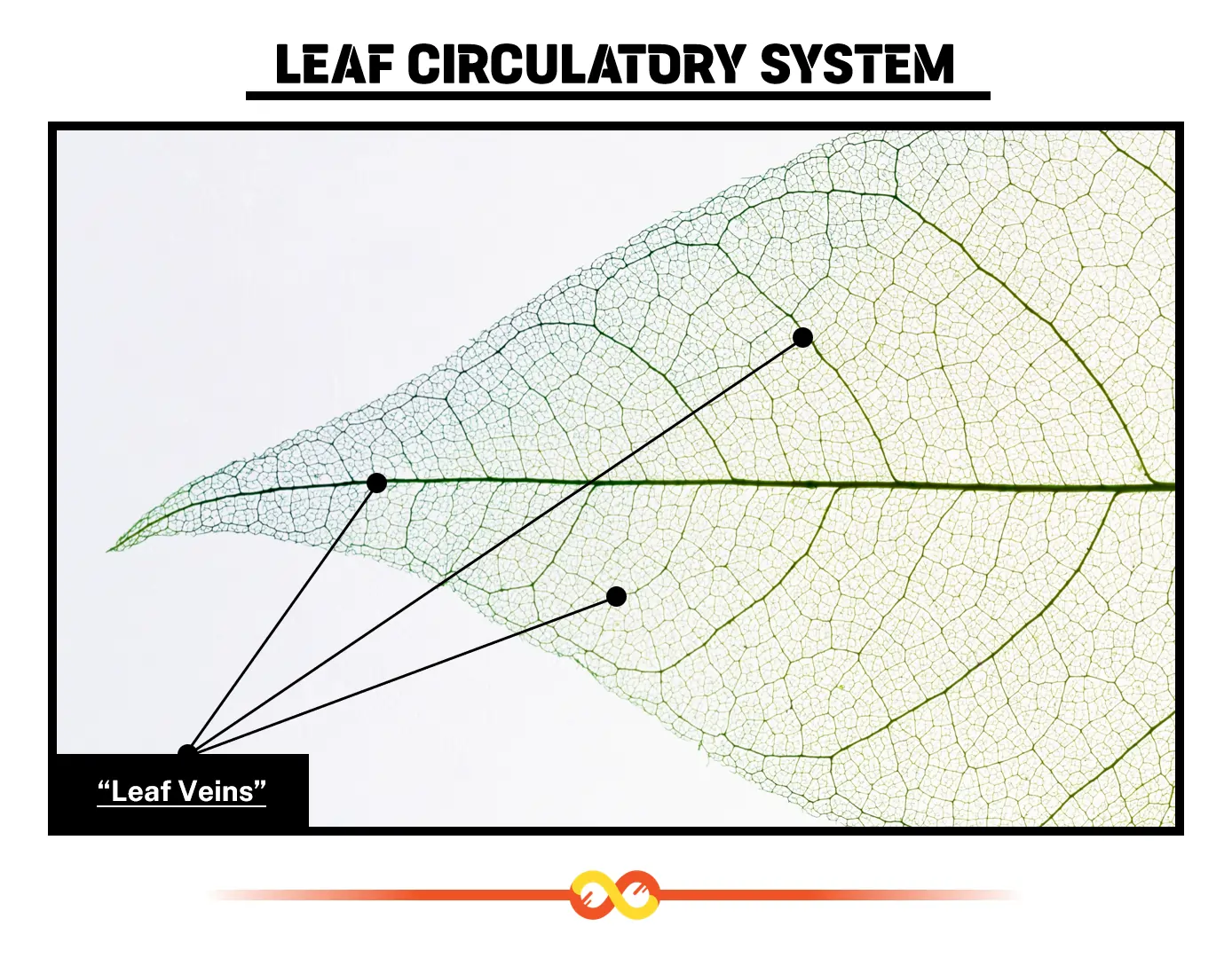 Leaf Veins: The Leaf’s Circulatory System Leaf Veins: The Leaf’s Circulatory System