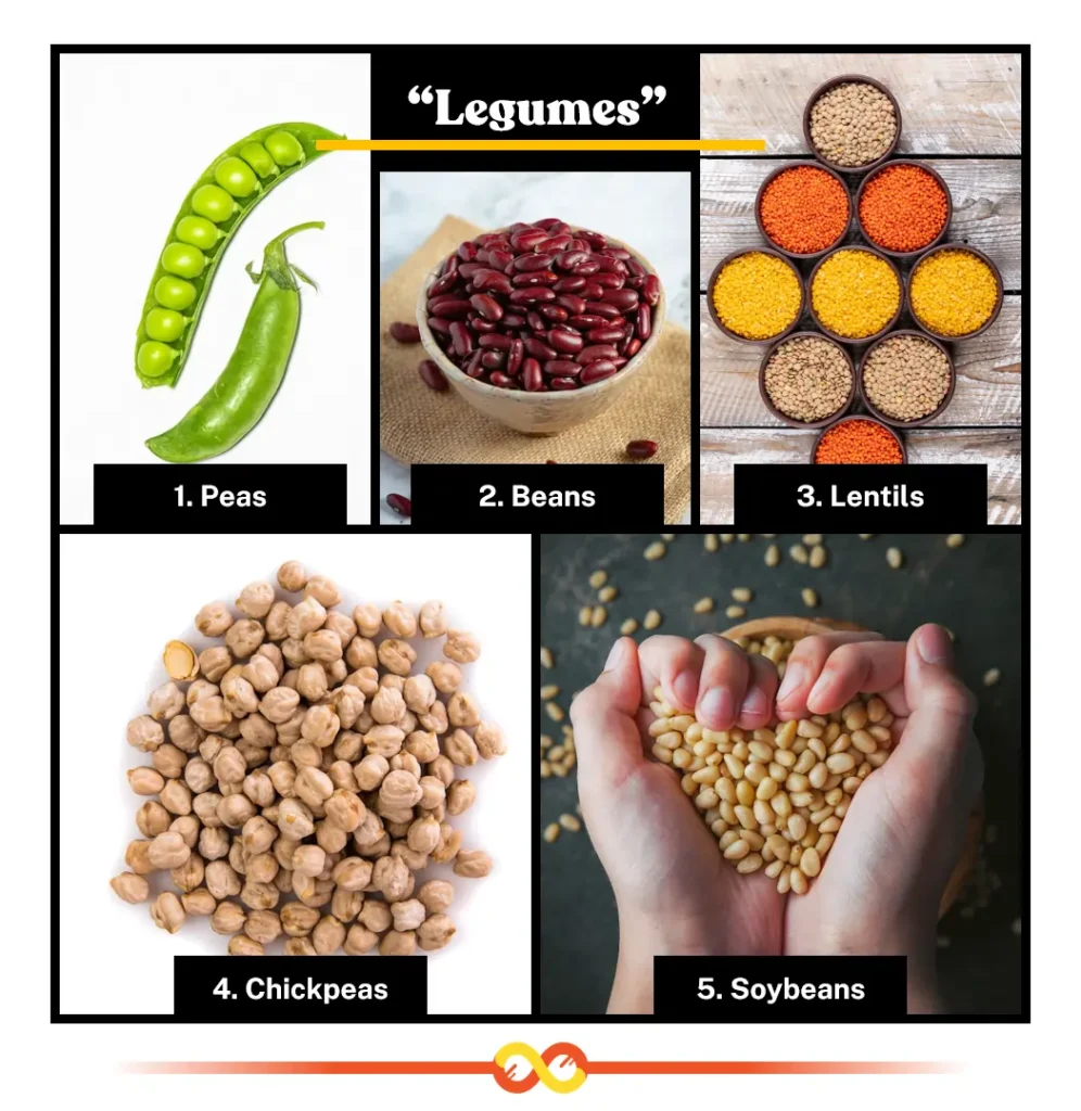 Legumes (Pod-Like Powerhouses of Dispersal): Peas, beans, lentils, chickpeas, and soybeans. Legumes (Pod-Like Powerhouses of Dispersal): Peas, beans, lentils, chickpeas, and soybeans