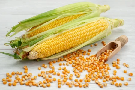 Monocot Seeds with Detailed Exploration, Structure, Germination, and Importance